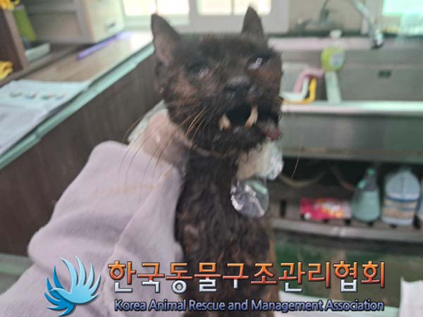 한국동물구조관리협회_441560202400872